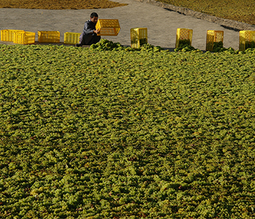Agricultural technology innovation